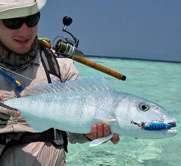 Mit der leichteren Spinnrute und Woblern oder Stickbaits fängt man an der Riffkante auch Green Jobfish